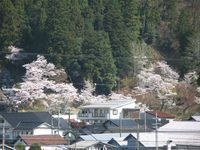 <font size=2><strong>諏訪神社の桜</strong></font>